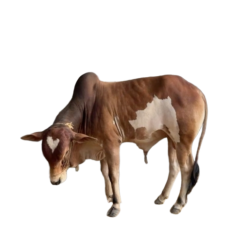 Desi Sahiwal Bull