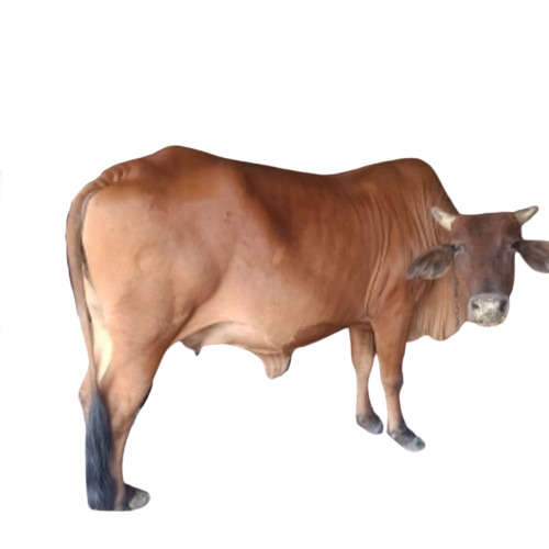 Sahiwal Cow