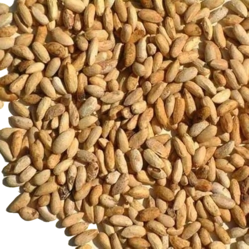 नीम के बीज