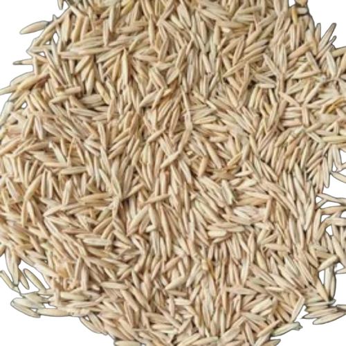 Oat Seeds