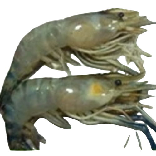 Scampy Prawns