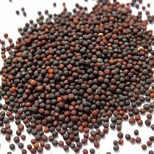 Cabbage Seed