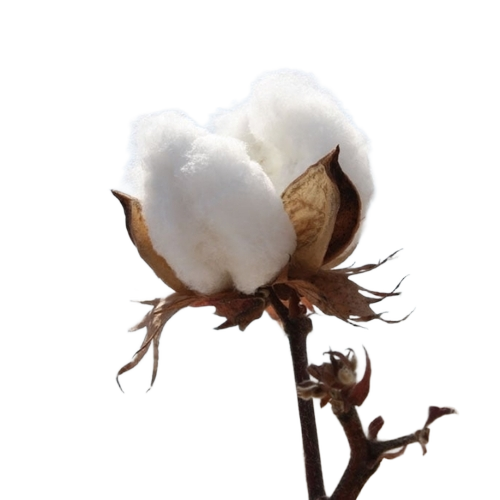 White Raw Cotton
