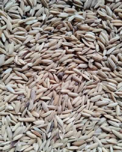 Hybrid Paddy Seeds