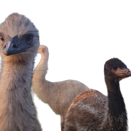 Emu Bird