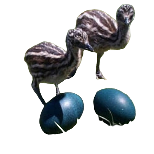 Emu Chick