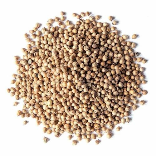 Fresh Organic Coriander Seeds - Color: Green