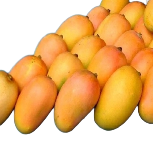Fresh Kesar Mango