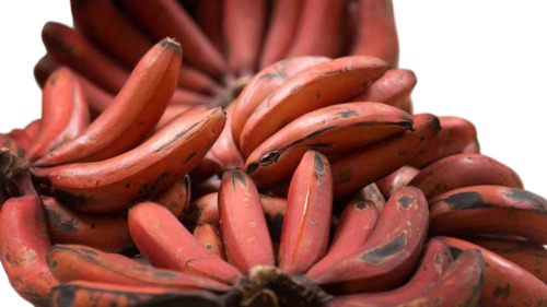 Red Banana 
