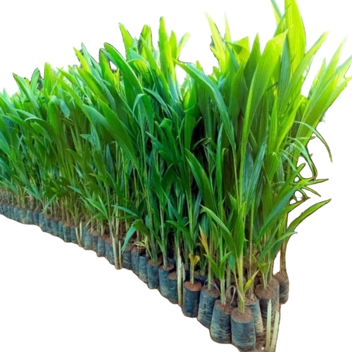 नारियल के पौधे