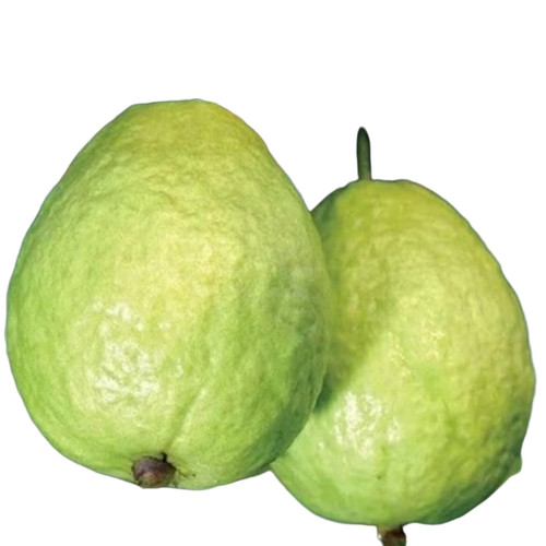 Gauva Plant