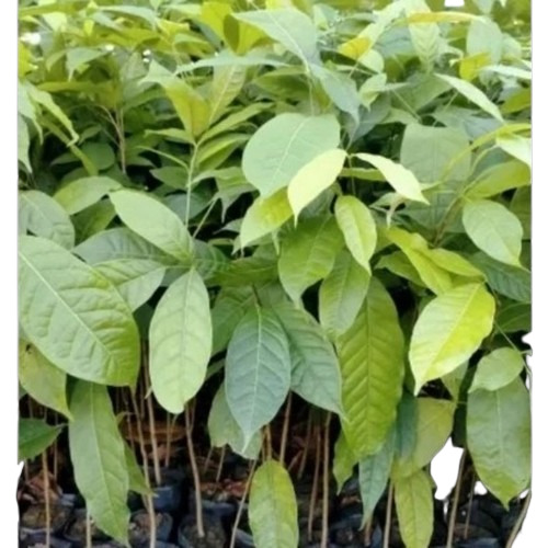 Natural Mahogany Tree Plants