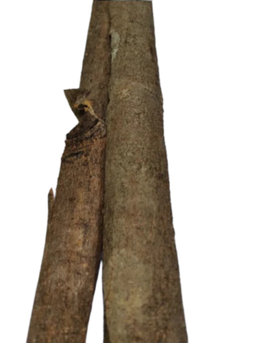 split cassia