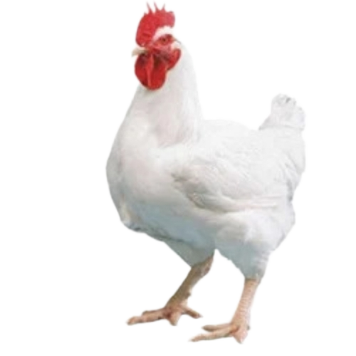 County & Brolier Chicken