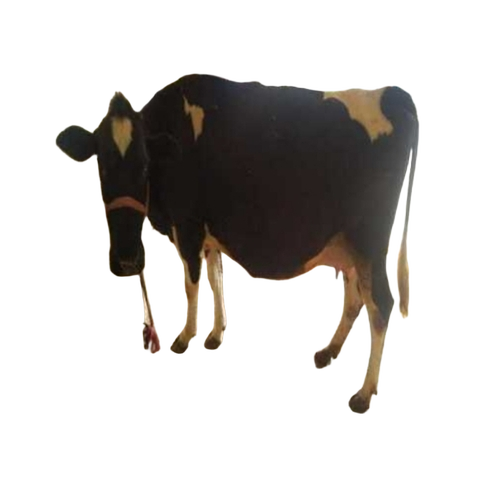Black And White Cow