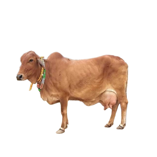 Reddish Brown Sahiwal Cow