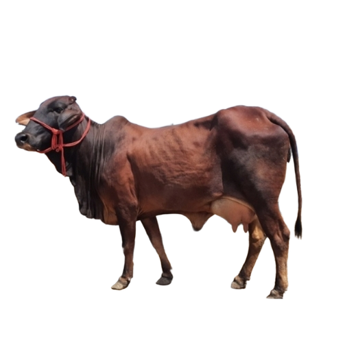 Reddish High Bread Sahiwal Cow