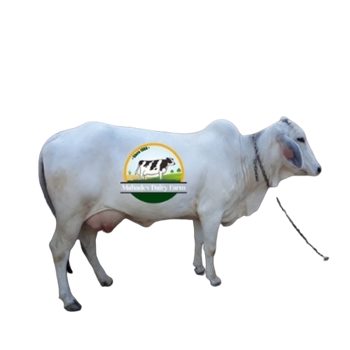 Tharparka Cow