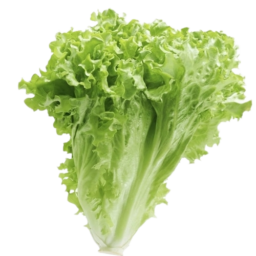 Fresh Green Lettuce