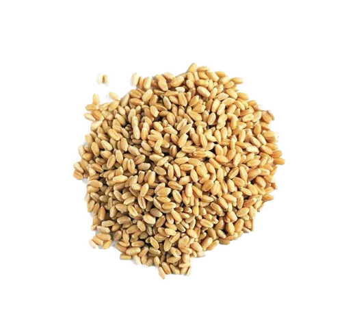 Wheat Grains