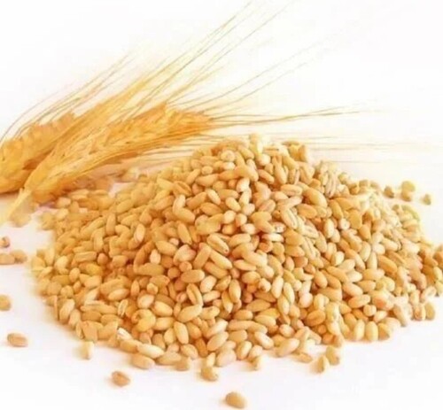 Wheat By Swastik Agro Impex India Pvt. Ltd.
