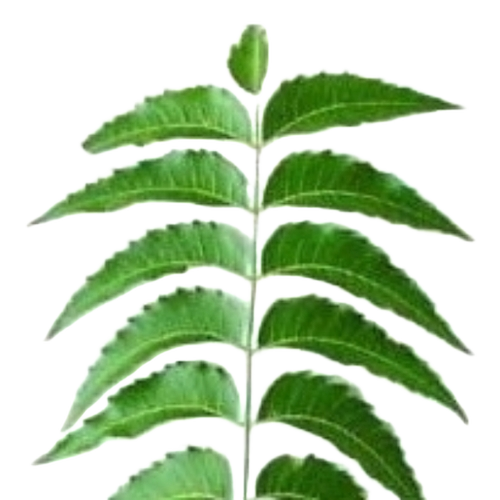 Neem Leaves