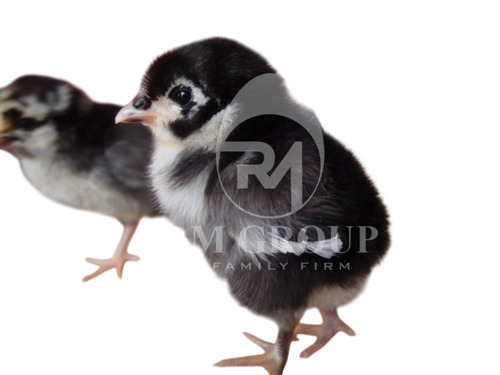 Black Australorp Chicks - Origin: India