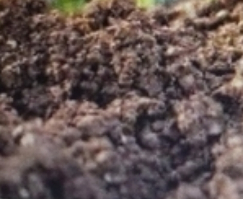 Neem Cake Fertilizer