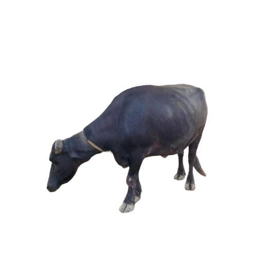 Desi Buffalo