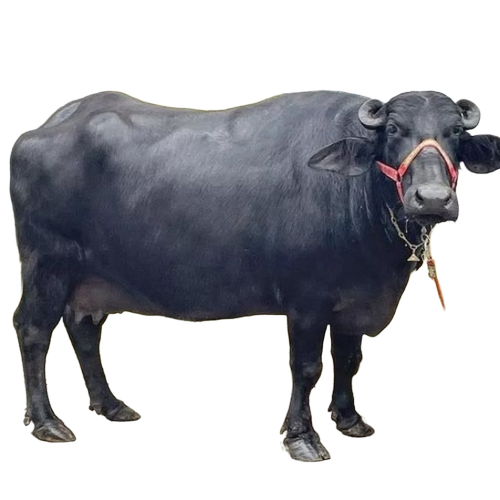 Murrah Buffalo