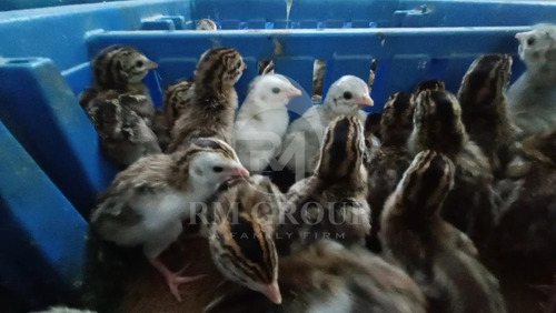 Guinea Fowl Chicks - Color: Gray