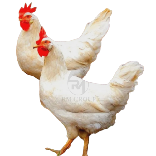 Phoenix White Cockerel Chicks - Gender: Male