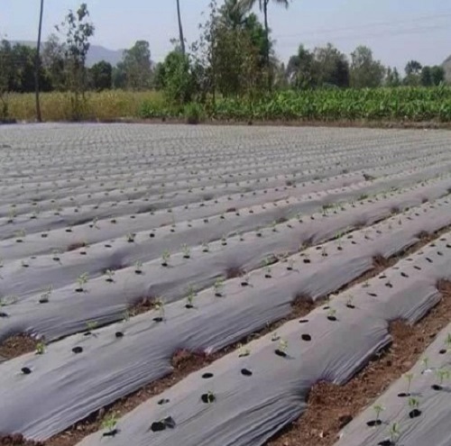 Mulching Paper Sheet By Rajasthan Hi Tech Agri Product Company