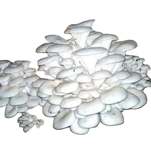 Mushroom Seed