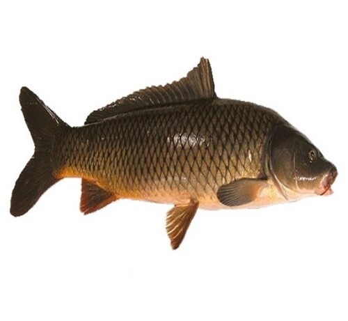 Rohu Fish - Grade: Food