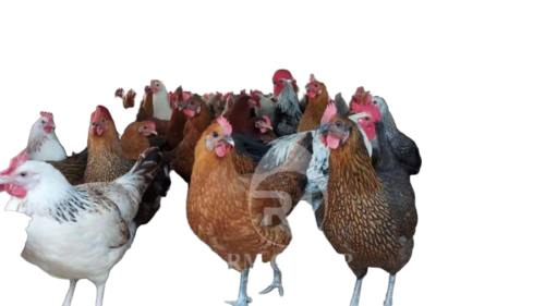 Sonali Female Chicks - Color: Multicolour