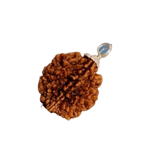 2 Mukhi Rudraksha - Color: Brown