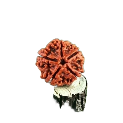 5 Mukhi Rudraksha - Color: Brown