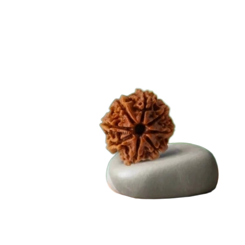 8 Mukhi Rudraksha - Color: Brown