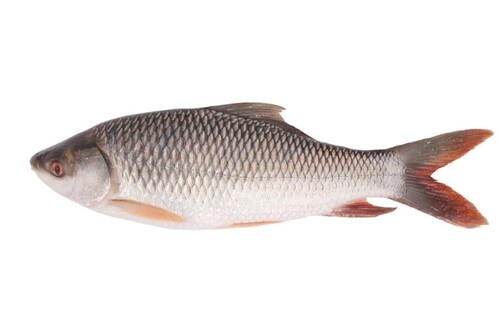 Rohu Fish - Grade: Food
