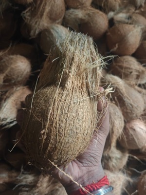 Semi Husked Coconut