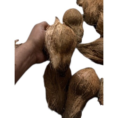 Semi Husked Coconuts By Viswa Agro Traders