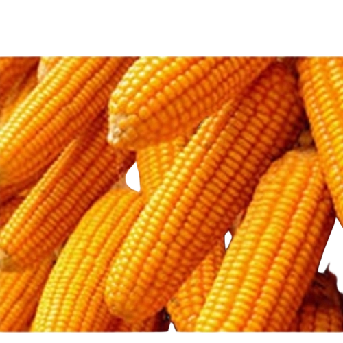 Yellow Maize