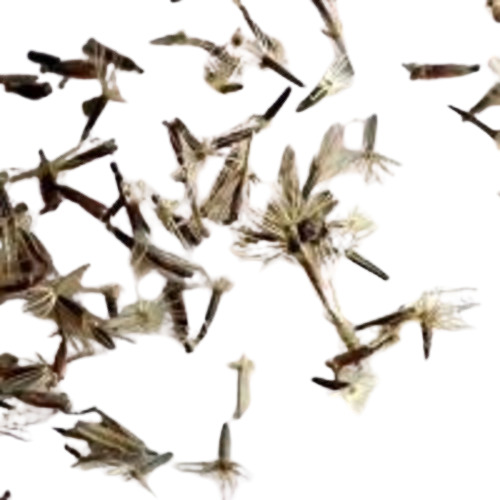 Stevia Seeds