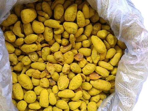 Turmeric Bulb