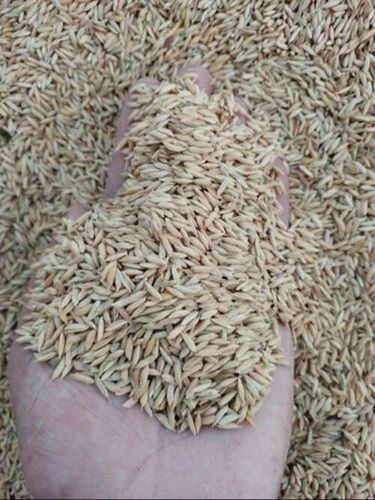 Brown Paddy Rice - Medium Grain Brown Natural Dried Whole | Common Cultivation Good for Health