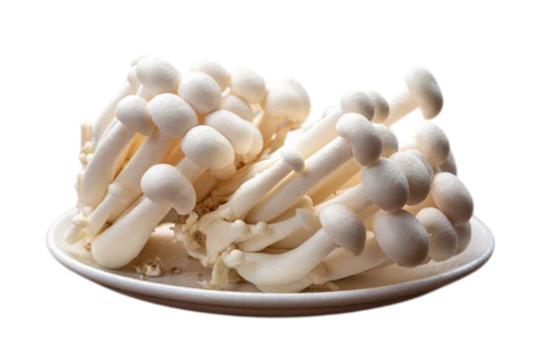 White Mushroom