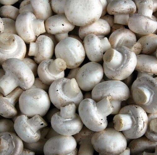 Button Mushroom By Indian Organic Cultivate Farming Company