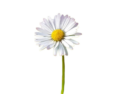 Daisy Flower