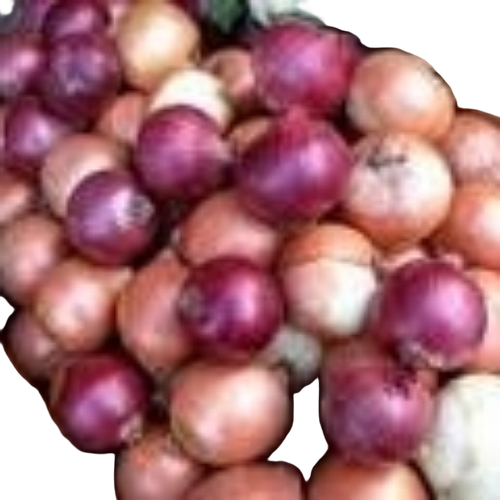 Red Onion - Cultivation Type: Common